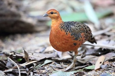 Malezya 'daki Ferruginous Partridge (Caloperdix oculeus)