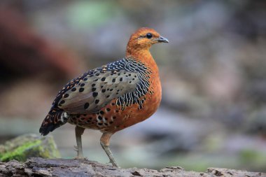 Malezya 'daki Ferruginous Partridge (Caloperdix oculeus)