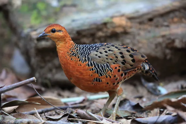 Ferruginous Partridge Caloperdix Oculeus Malaysia — Stock Photo, Image