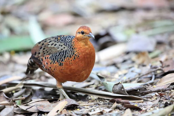 Ferruginous Partridge Caloperdix Oculeus Малайзии — стоковое фото