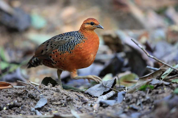 マレーシアのFerruginous Partridge カルオペディクス イコゲウス — ストック写真