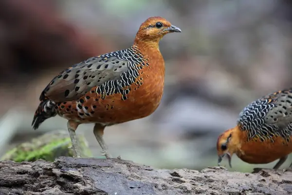 Partridge Żelazny Caloperdix Oculeus Malezji — Zdjęcie stockowe