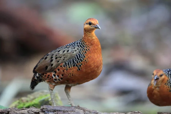 Ferruginous Partridge Caloperdix Oculeus Malaysia — Stock Photo, Image