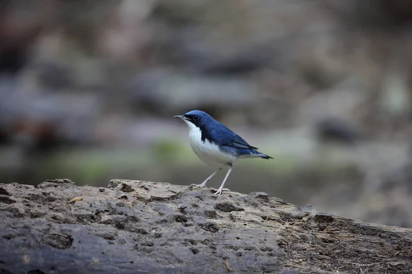 Malezya Sibirya Mavisi Robin Luscinia Siyanea Erkek — Stok fotoğraf