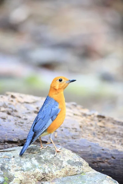 Zorzal Cabeza Naranja Geokichla Citrina Innotata Malasia — Foto de Stock