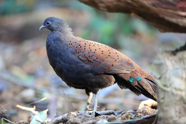 Pavão Faisão Polyplectron Inopinatum Macho Malásia Fotos De Bancos De Imagens