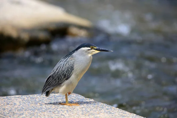 Airone Striato Butorides Striatus Amurensis Giappone — Foto Stock