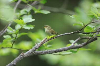 Japonya 'da yaprak ötleğeni (Phylloscopus xanthodryas)