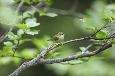 Japonya 'da yaprak ötleğeni (Phylloscopus xanthodryas)