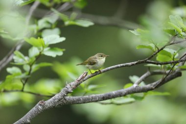 Japonya 'da yaprak ötleğeni (Phylloscopus xanthodryas)