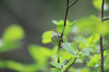 Japonya 'da yaprak ötleğeni (Phylloscopus xanthodryas)
