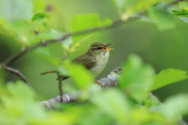 Warbler Folha Japonesa Phylloscopus Xanthodryas Japão — Fotografia de Stock