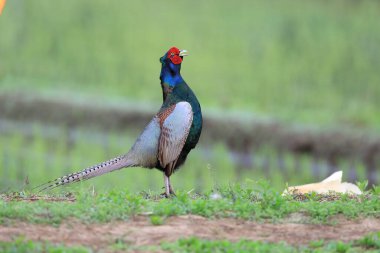 Japonya 'da Japon Yeşil Sülün (Phasianus versicolor) erkek