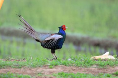 Japonya 'da Japon Yeşil Sülün (Phasianus versicolor) erkek