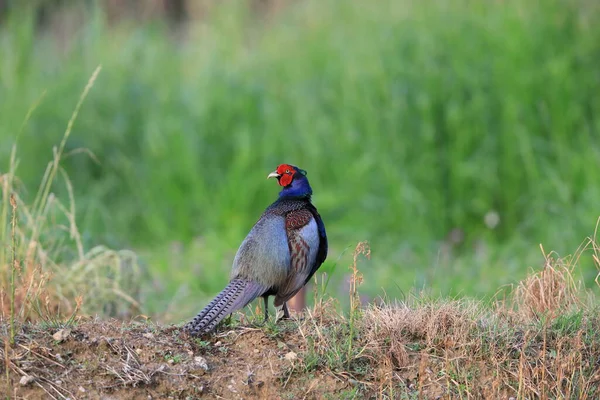 Japanese Green Pheasant Phasianus Versicolor Male Japan — Stock Photo, Image