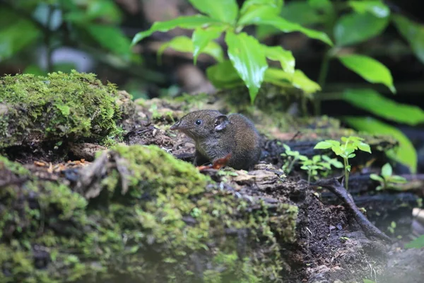 Short Tailed Gymnure Hylomys Suillus North Sumatra Island Indonesia — Stock Photo, Image