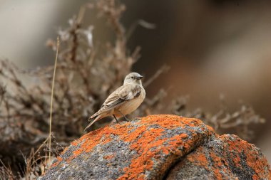 Çin 'in Qinghai şehrinde Kara Kanatlı Saka kuşu (Montifringilla Adamsi)