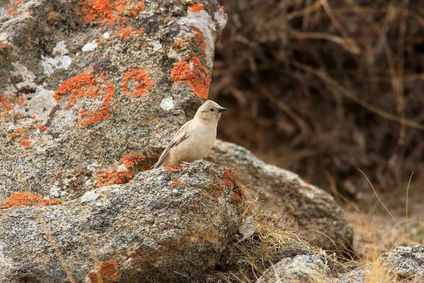 Snowfinch Asa Preta Montifringilla Adamsi Qinghai China — Fotografia de Stock