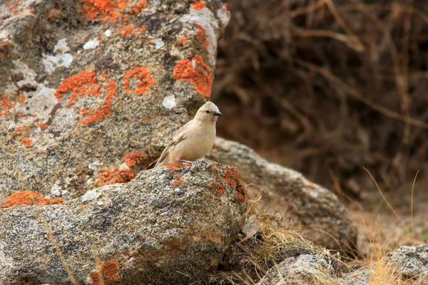 Snowfinch Alas Negras Montifringilla Adamsi Qinghai China — Foto de Stock