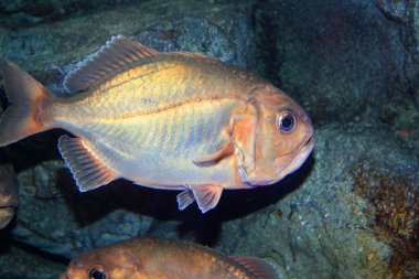 Japonya'da Japon butterfish (psenopsis anomala)