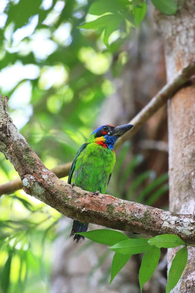 Red-crowned Barbet (Megalaima rafflesii) in South Thailand — Stock Photo, Image
