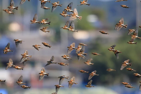 Brambling (Fringilla montifringilla) flocks in Japan — Stock Photo, Image