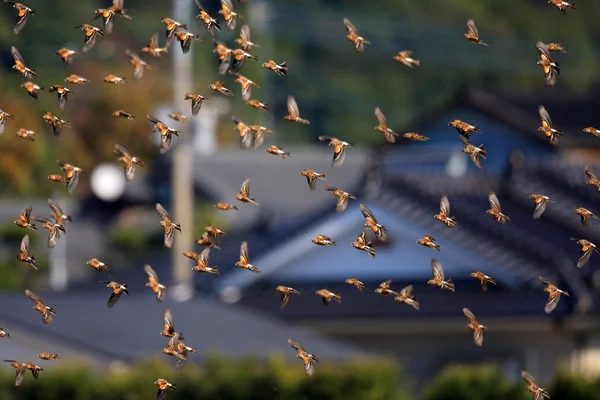 Brambling (Fringilla montifringilla) flocks in Japan — Stock Photo, Image