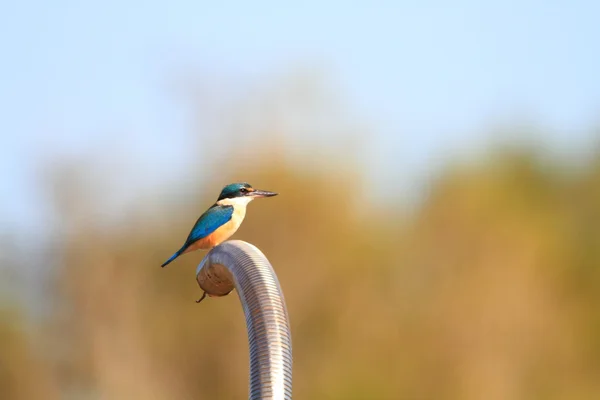 Heiliger eisvogel (todiramphus sanctus) auf bali insel, indonesien — Stockfoto