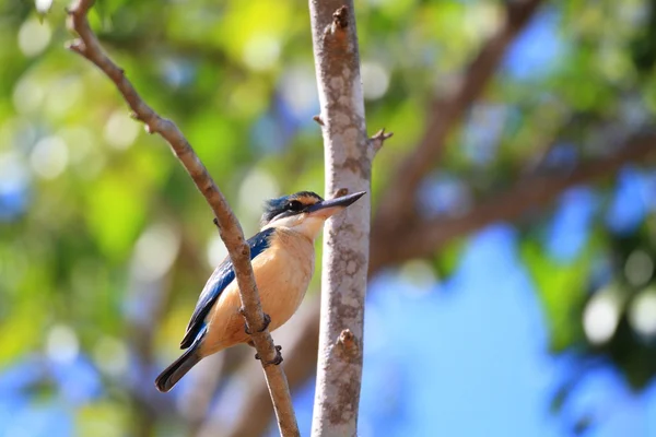 Heliga kungsfiskare (todiramphus sanctus) i ön bali, Indonesien — Stockfoto