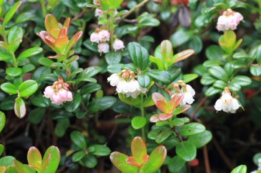 Fuska (Vaccinium vitis) Hokkaido, Japonya
