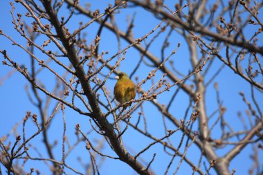 gri şapkalı greenfinch