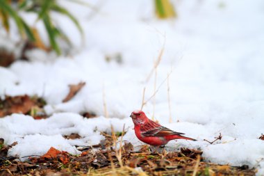 Pallas çütre (carpodacus çevresi), Japonya
