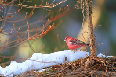 Pallas çütre (carpodacus çevresi), Japonya