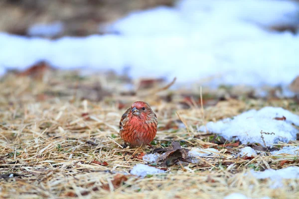 在日本的朱雀帕拉斯 （carpodacus 花) — 图库照片