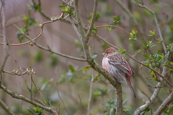 在日本的朱雀帕拉斯 （carpodacus 花) — 图库照片