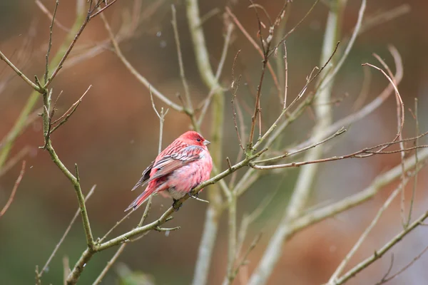 일본에서 팔라스의 rosefinch (carpodacus roseus) — 스톡 사진