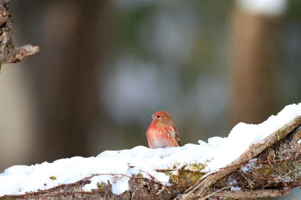 在日本的朱雀帕拉斯 （carpodacus 花) — 图库照片