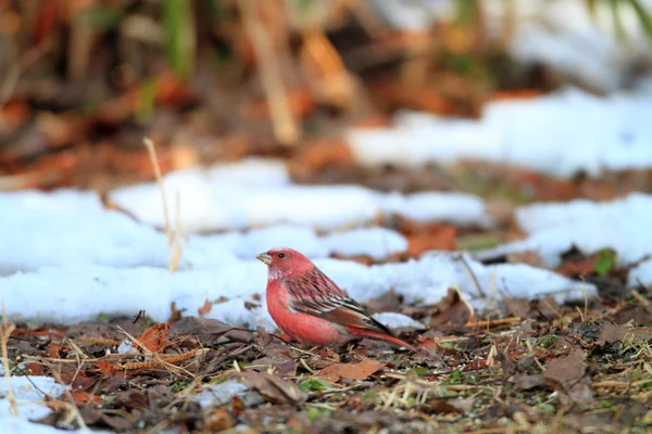 Palas 's Rosefinch (Carpodacus roseus) en Japón — Foto de Stock