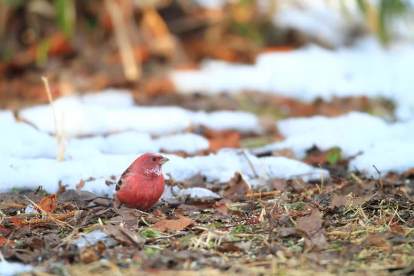 在日本的朱雀帕拉斯 （carpodacus 花) — 图库照片