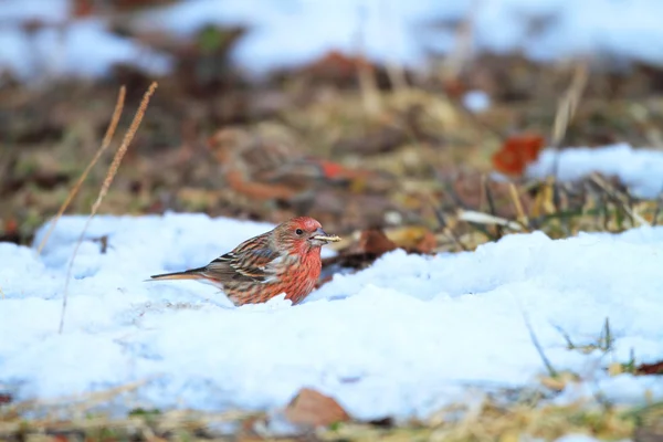 Παλλάς του rosefinch (carpodacus roseus) στην Ιαπωνία — Φωτογραφία Αρχείου