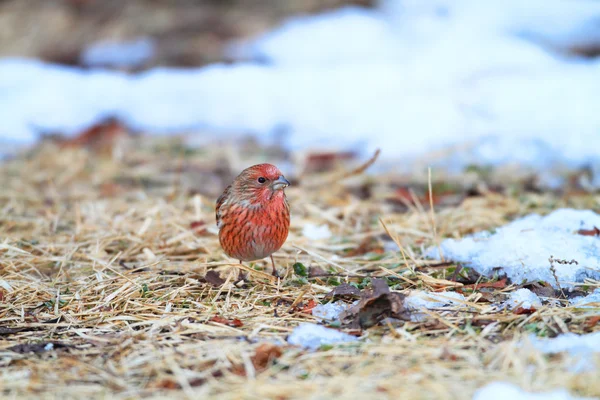 在日本的朱雀帕拉斯 （carpodacus 花) — 图库照片