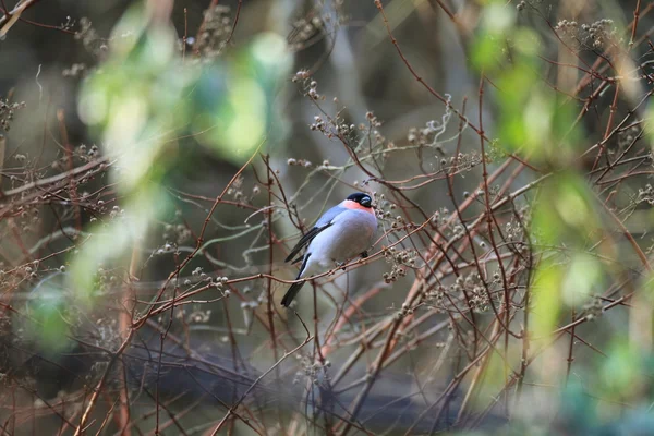 Bullfinch euroasiático (Pyrrhula pyrrhula griseiventris) en Japón —  Fotos de Stock