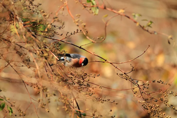 Bullfinch eurasiatico (Pyrrhula pyrrhula griseiventris) in Giappone — Foto Stock
