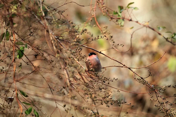 Bullfinch euroasiático (Pyrrhula pyrrhula griseiventris) en Japón —  Fotos de Stock