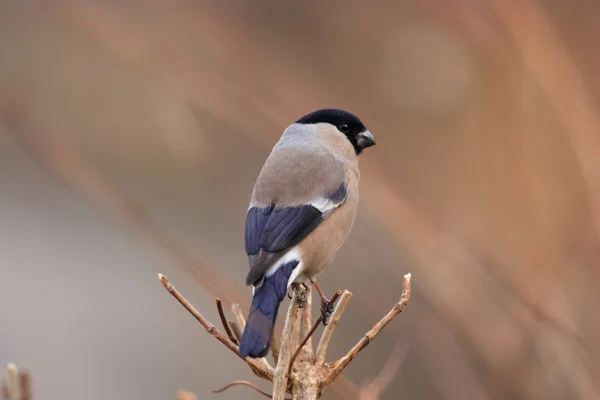 Eurasian Bullfinch (Pyrrhula pyrrhula griseiventris) in Japan — Stock Photo, Image