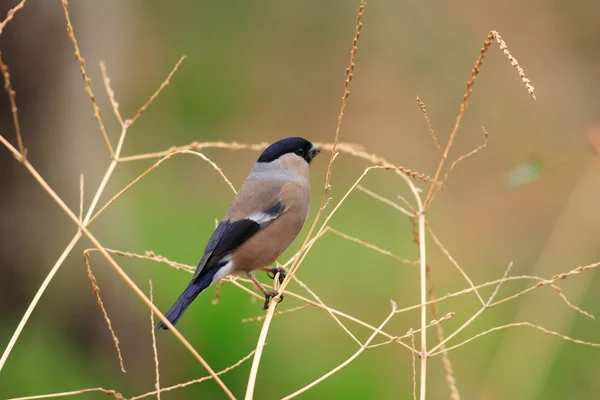 Bullfinch eurasien (Pyrrhula pyrrhula griseiventris) au Japon — Photo