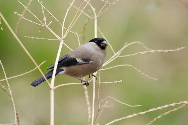 Bullfinch eurasien (Pyrrhula pyrrhula griseiventris) au Japon — Photo