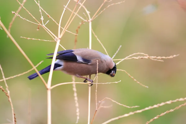 Eurasian Bullfinch (Pyrrhula pyrrhula griseiventris) in Japan — Stock Photo, Image