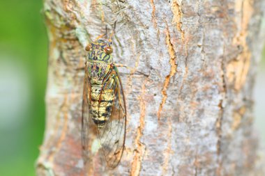Japanese tsuk-tsuk cicada (Meimuna opalifera) in Japan clipart