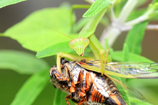 Mantis de asa estreita (Tenodera angustipennis) consumindo cigarra no Japão — Fotografia de Stock